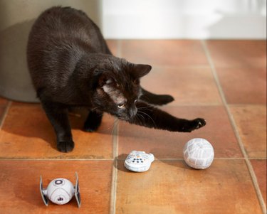 Cute cat playing with Star Wars catnip toys.