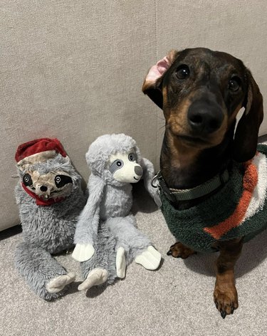 cute dog with ear flipped inside out with sloth dolls