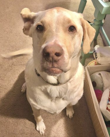 cute dog with ear flipped inside out