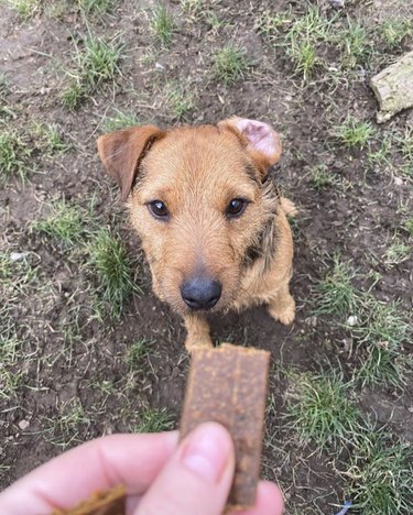 dog with ear inside out