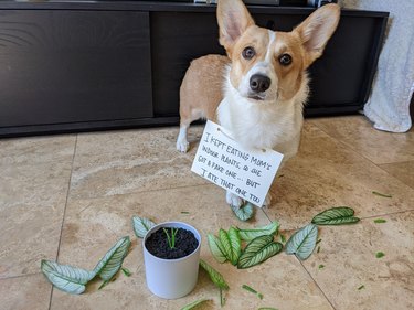 Dog wearing sign that says "I kept eating Mom's indoor plants, so she got a fake one... but I ate that one too."