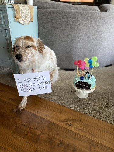Dog wearing sign that says "I ate my 6 year old sister's birthday cake."