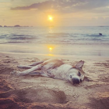 dog sunbathing on the beach at sunset