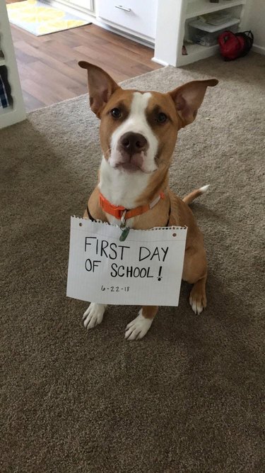 Dog wearing sign that says "First day of school!"