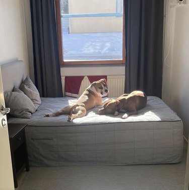 two dogs sunbathing in the sunlight on a bed