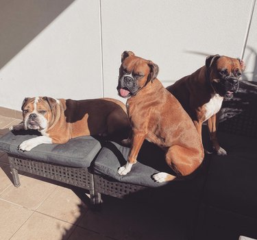 three dogs sunbathing on a chaise lounge