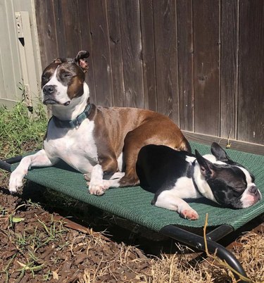 two dogs sunbathing on a chaise lounge