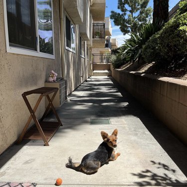 dog sunbathing in the back of an apartment