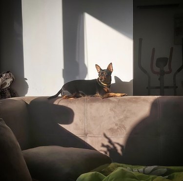 dog sunbathing on the top of a couch