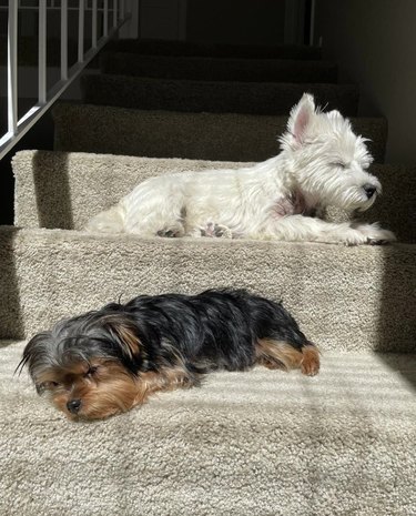 two dogs sunbathing on carpeted stairs
