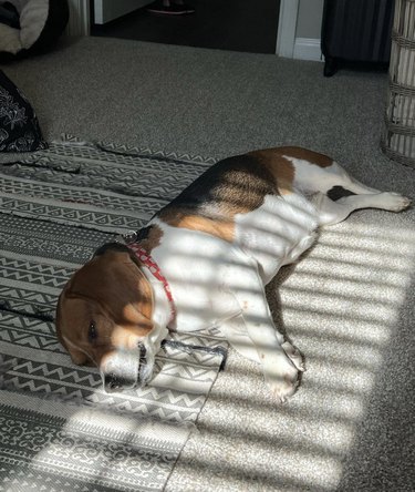 dog sunbathing in sunlight and shadow cast by blinds