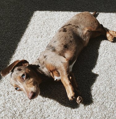 dog sunbathing on the carpet