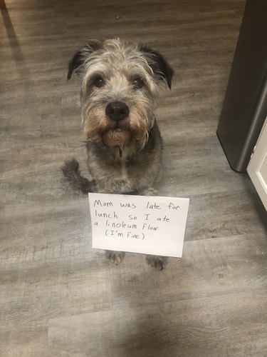 Dog wearing sign that says "Mom was late for lunch, so I ate a linoleum floor. (I'm fine.)"