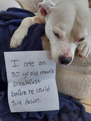 Dog laying next to sign that says "I at an 80 yr old man's breakfast before he could sit down."