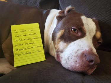Dog laying next to note that says "I wake my mom up before 4:30 every morning so that she pays attention to me, and then I sleep all day!"