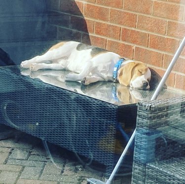 dog sunbathing on a table