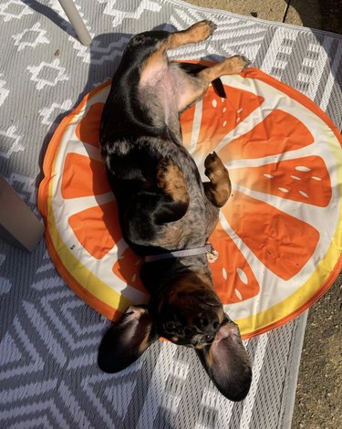 dog sunbathing on an orange pillow