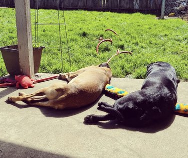 two dogs sunbathing on the porch