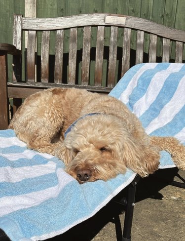 dog sunbathing on a towel