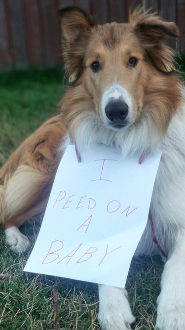 Dog wearing sign around neck that says "I peed on a baby."