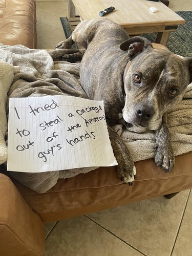 Dog laying next to sign that says "I tried to steal a package out of the Amazon guy's hands."