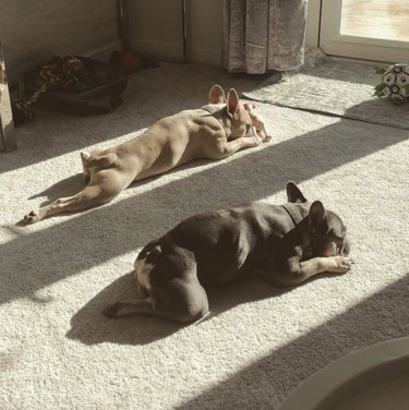 two dogs sunbathing in sunlight on the carpet