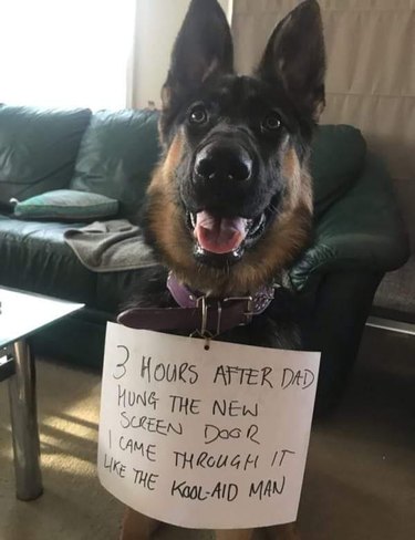 Dog wearing sign that says "3 hours after dad hung the new screen door, I came through it like the Kool-Aid Man."