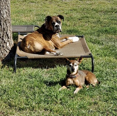 two dogs sunbathing on grass