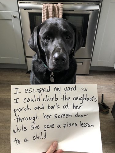Dog sitting next to sign that says "I escaped my yard so I could climb the neighbor's porch and bark at her through her screen door while she gave a piano lesson to a child."