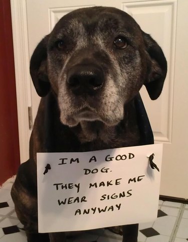 Dog wearing sign that says "I'm a good dog. They make me wear signs anyway."