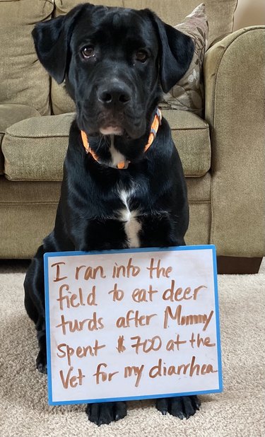 Dog wearing sign that says "I ran into the field to eat deer turds after Mommy spent $700 at the vet for my diarrhea."