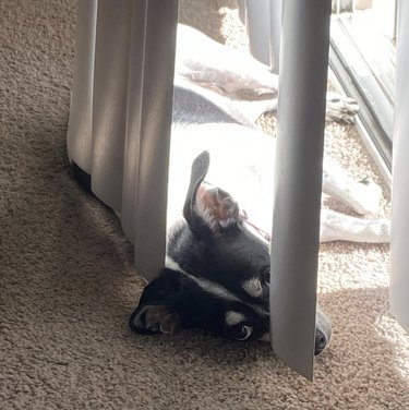 dog sunbathing in a patch of sunshine behind blinds