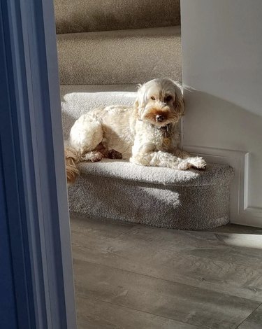 dog sunbathing in sunlight on carpeted stairs