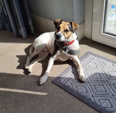 dog sunbathing in sunlight on the carpet