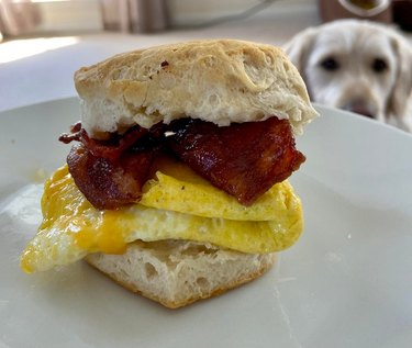 Homemade breakfast sandwich with dog in background