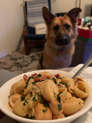 Pasta dish with dog watching in background