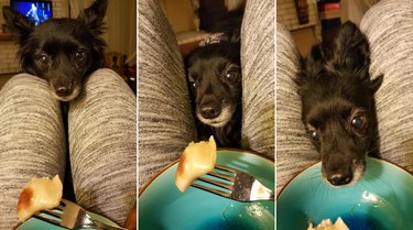 Small dog eagerly sniffing dumpling on fork