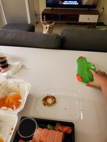 Photographer with one hand on water gun stares down cat over sushi in takeout containers