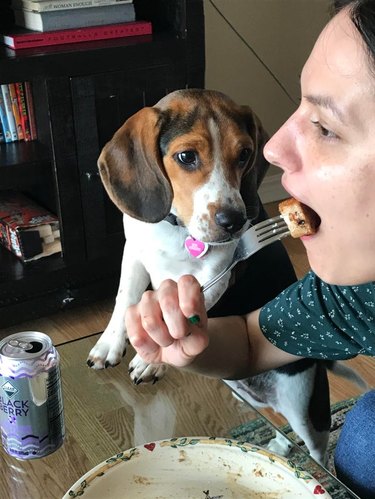 Beagle watching piece of food as woman puts it in her mouth.