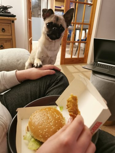 Pug putting paw on hand of person eating fast food with other hand