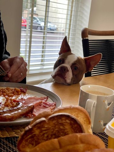 Dog resting its head on table to look at plate of breakfast