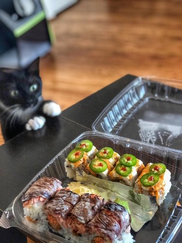 Cat looking at plastic container of sushi