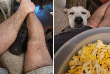 Two dogs leaning on couch to beg for popcorn