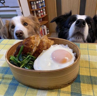 Bento box with two dogs in background