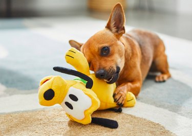 Chihuahua playing with Disney Pluto plush toy.