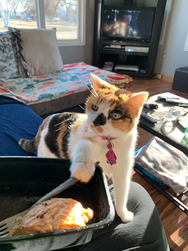 Cat putting paw on fork to reach serving of salmon