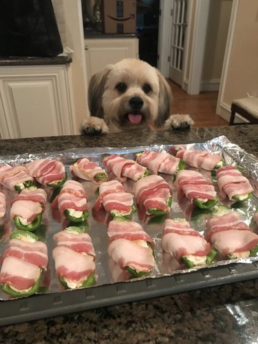 Small dog looking at tray of bacon-wrapped appetizers on kitchen counter