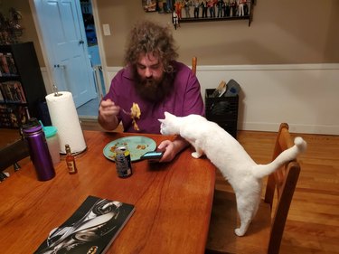 White cat standing on dining chair with paws on table to sniff plate of food