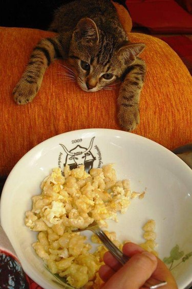 Kitten looking longingly at plate of food