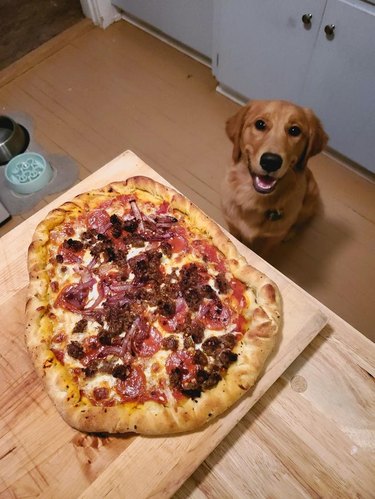 Homemade pizza with handsome dog watching in background